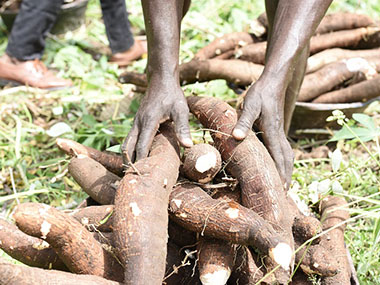 Root and Tuber Crops in Development