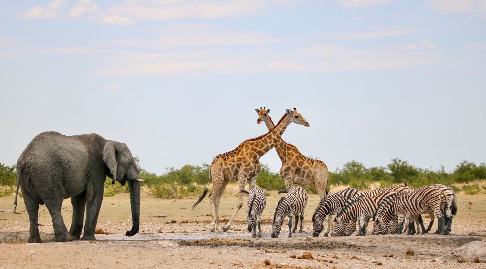 A group of animals at a waterhole in Etosha National park, Namibia
